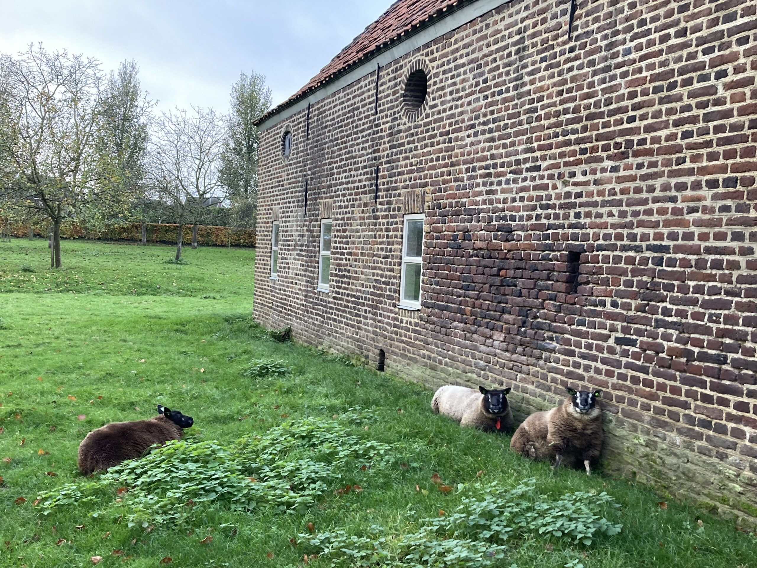 Ons_schapen