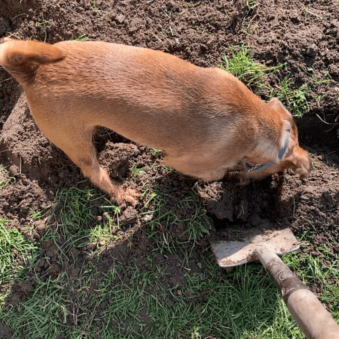 tKasteelke Moestuin aanleg