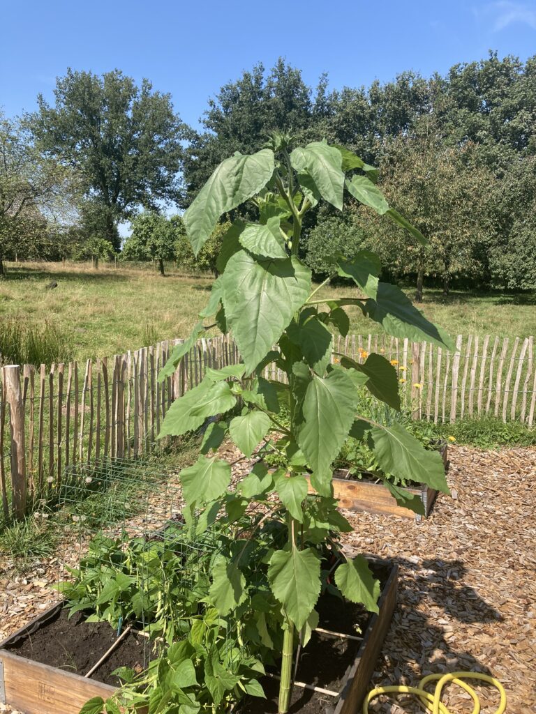 Kitchen garden_Castleke