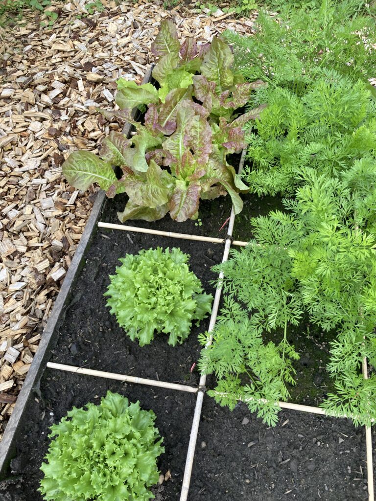 Kitchen garden_Castleke