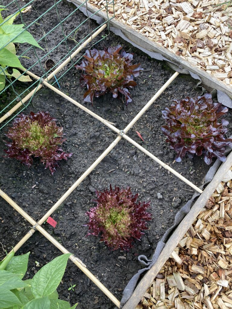 Kitchen garden_Castleke